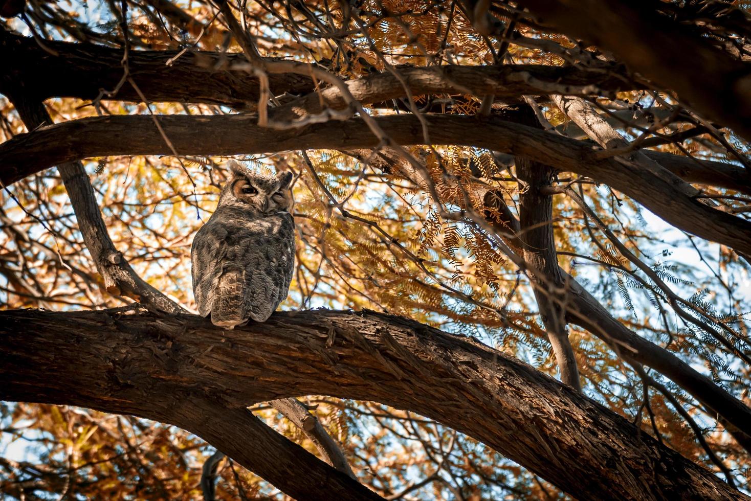 búho en la rama de un árbol foto