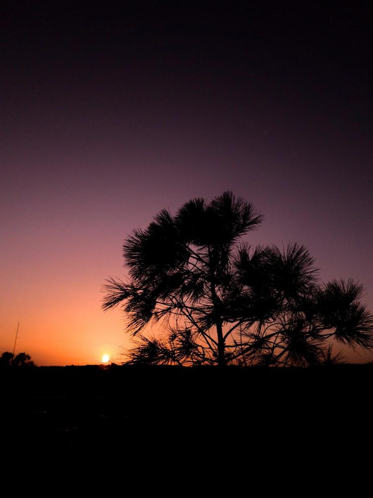 árbol al amanecer foto