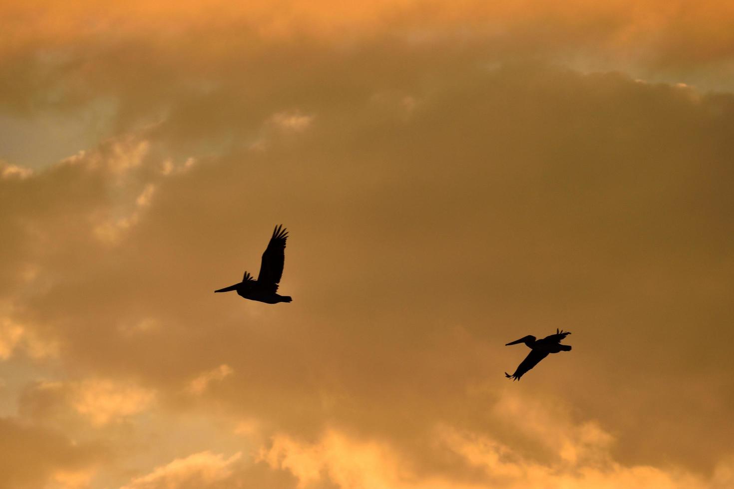 Silhouette of flying pelicans photo