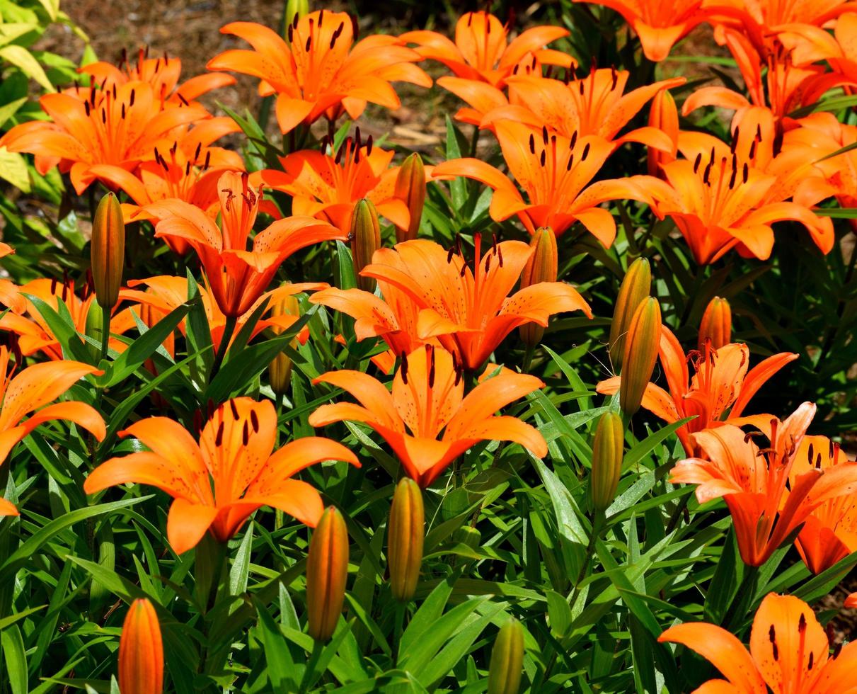 Vibrant Asian lilies photo