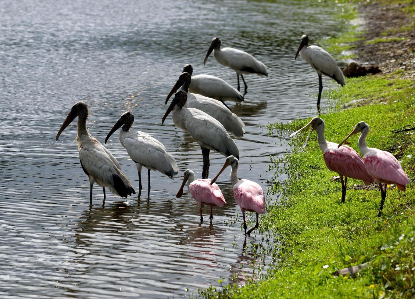 Wood storks and spoonbills photo