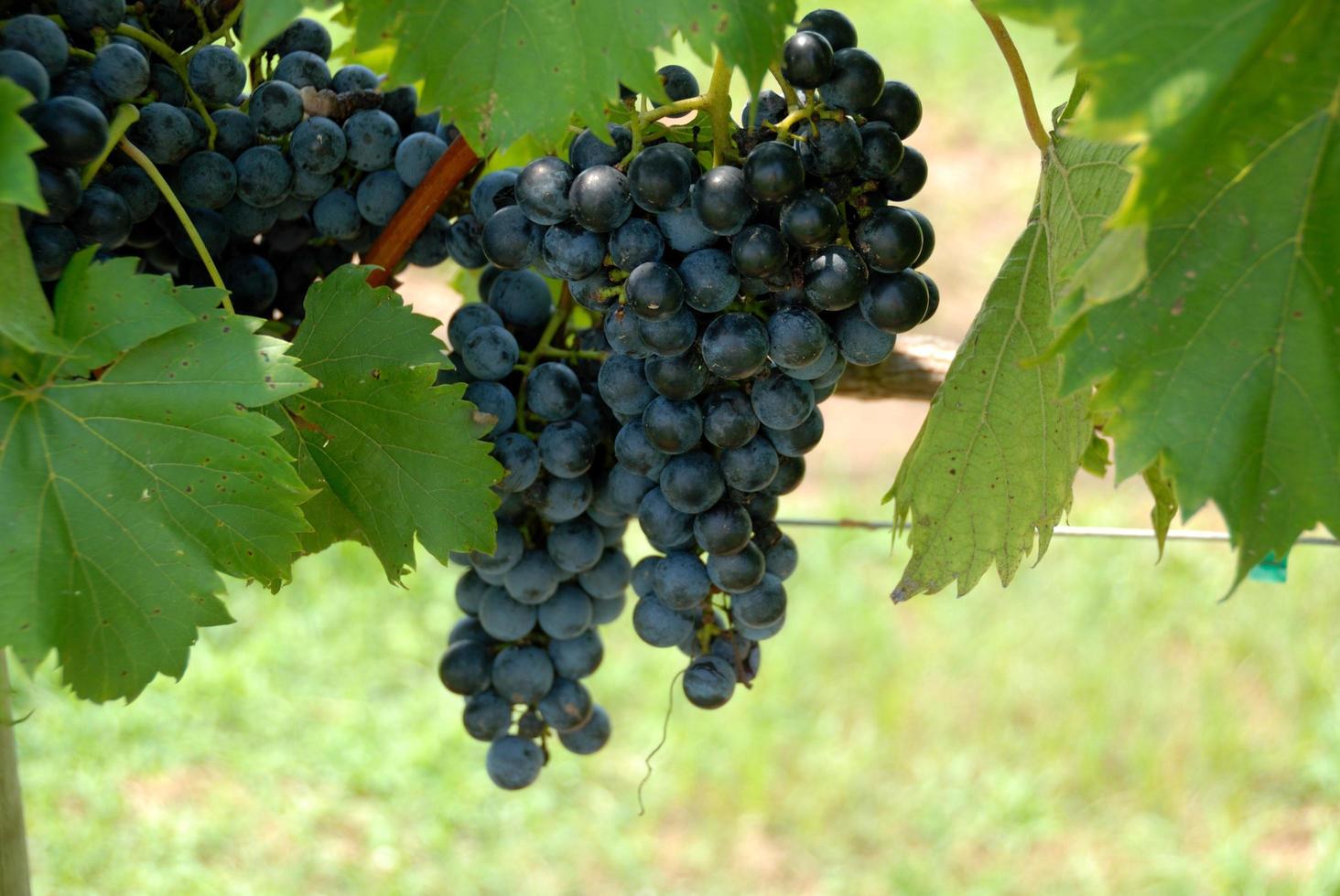 uvas en el viñedo foto