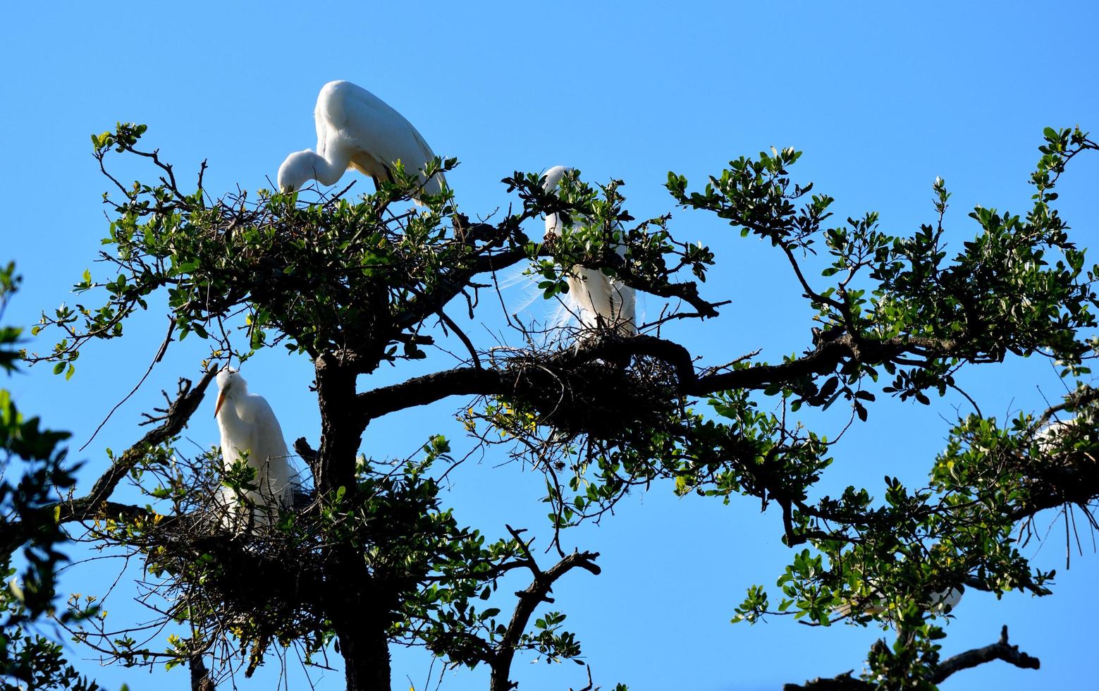 garzas blancas en un árbol foto