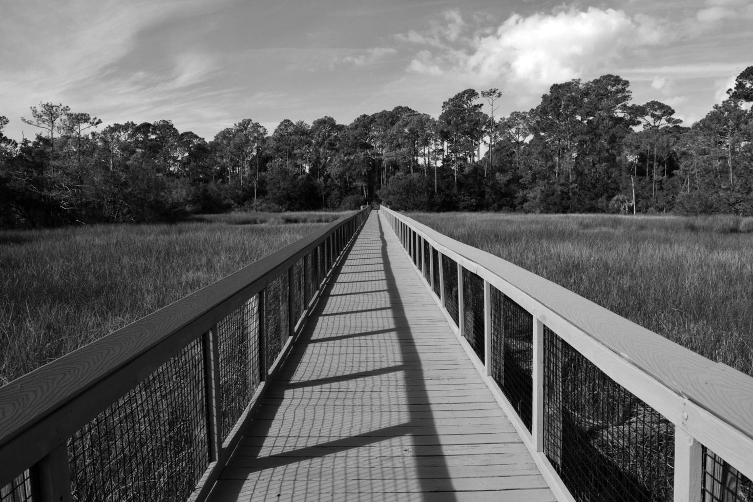 Boardwalk in the marshland photo