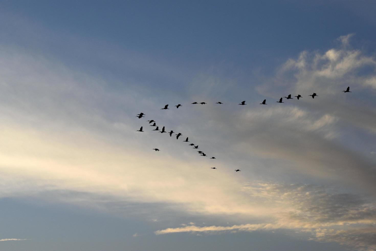 pájaros volando al atardecer foto