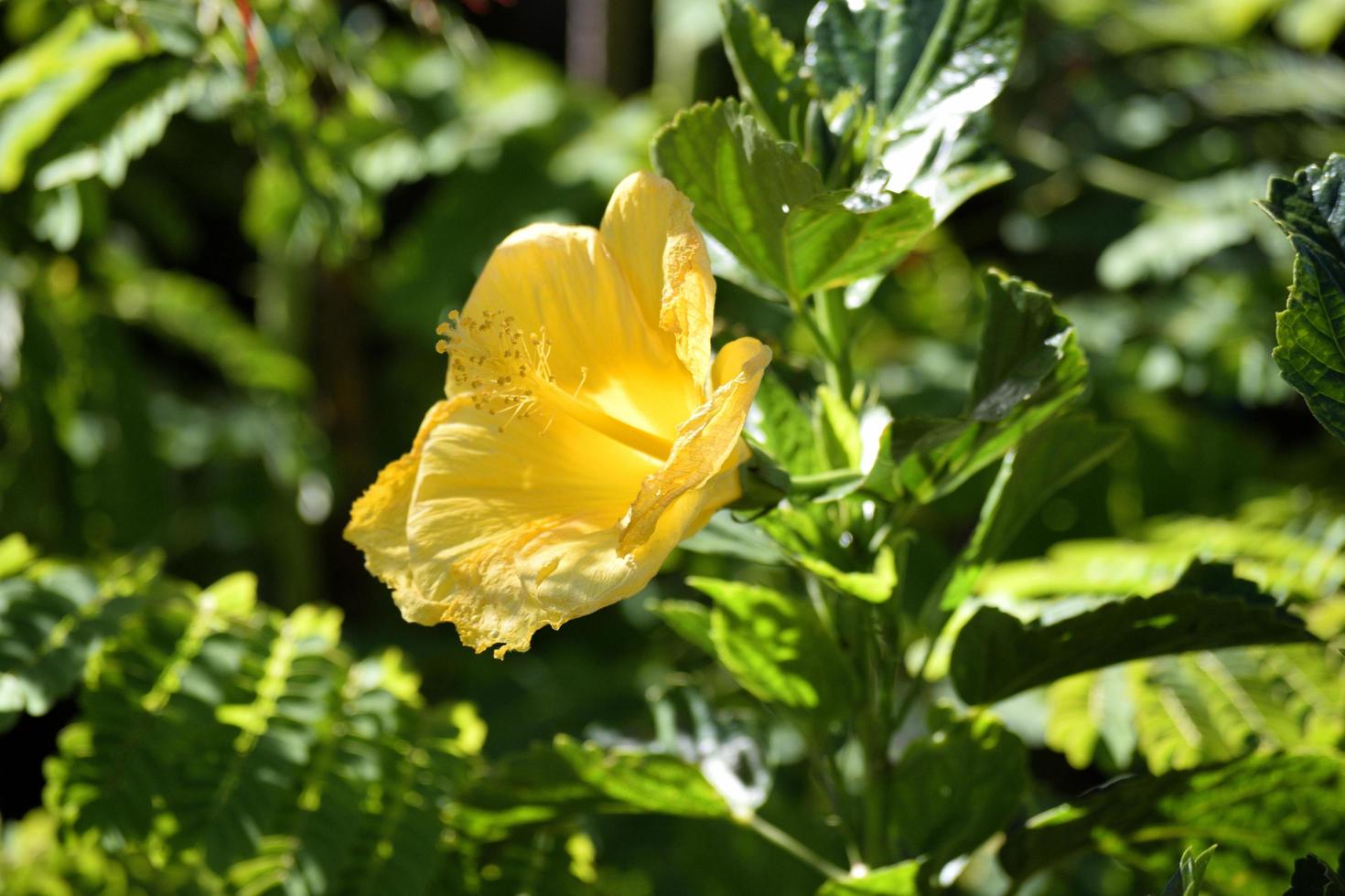 flor de hibisco amarillo vibrante foto