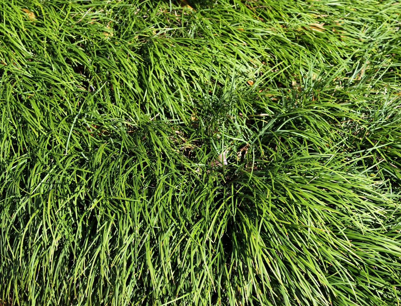 Ornamental grass background photo