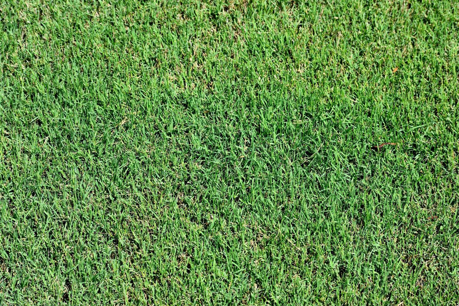 Green grass background photo