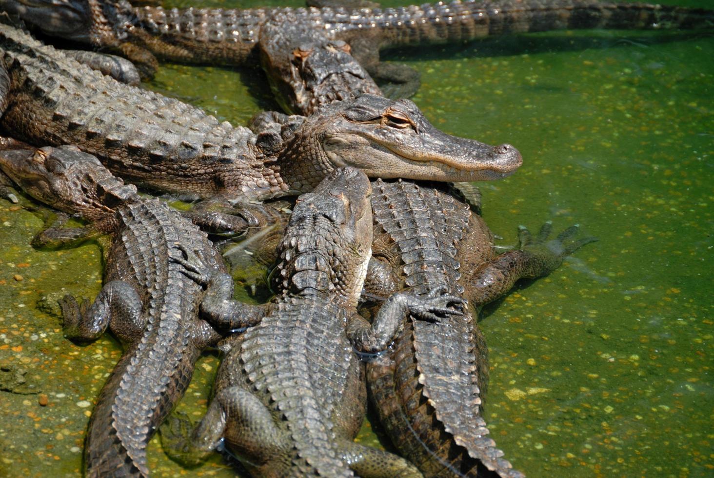 un grupo de caimanes americanos foto