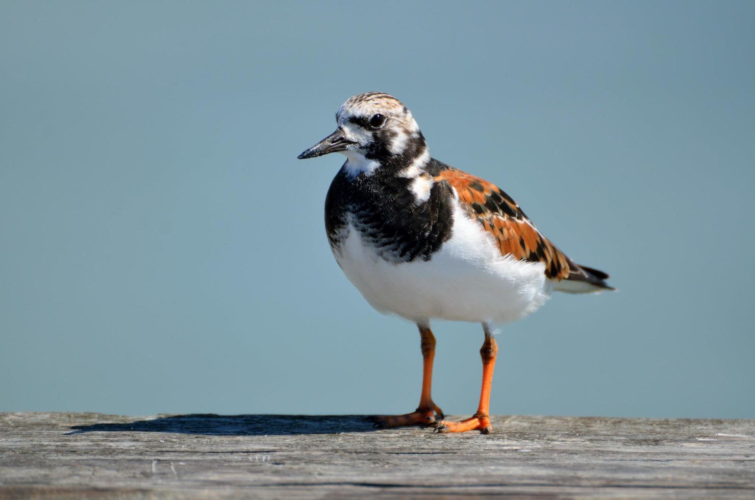 Turnstone on wood photo