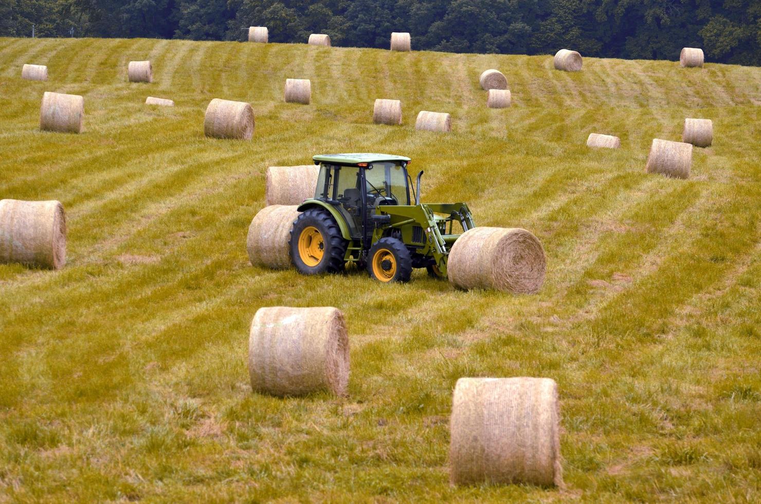 campo después de la cosecha foto