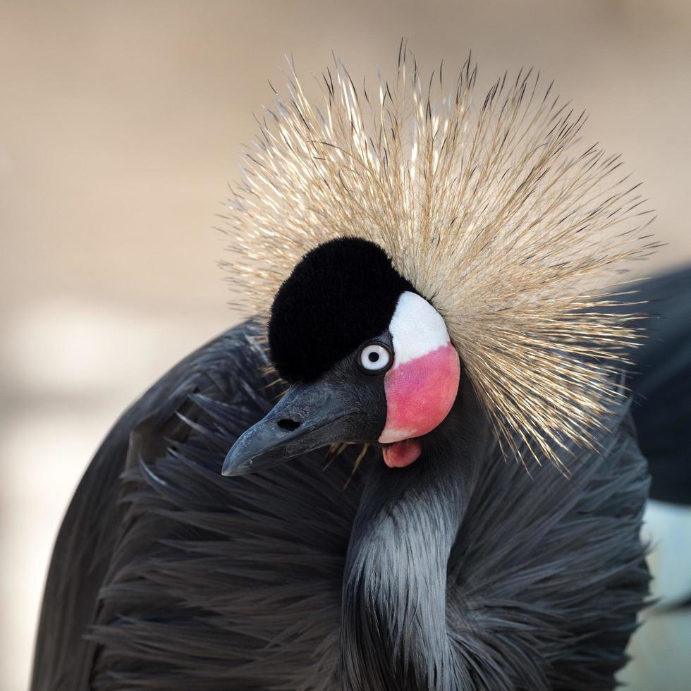 Grey crowned crane photo