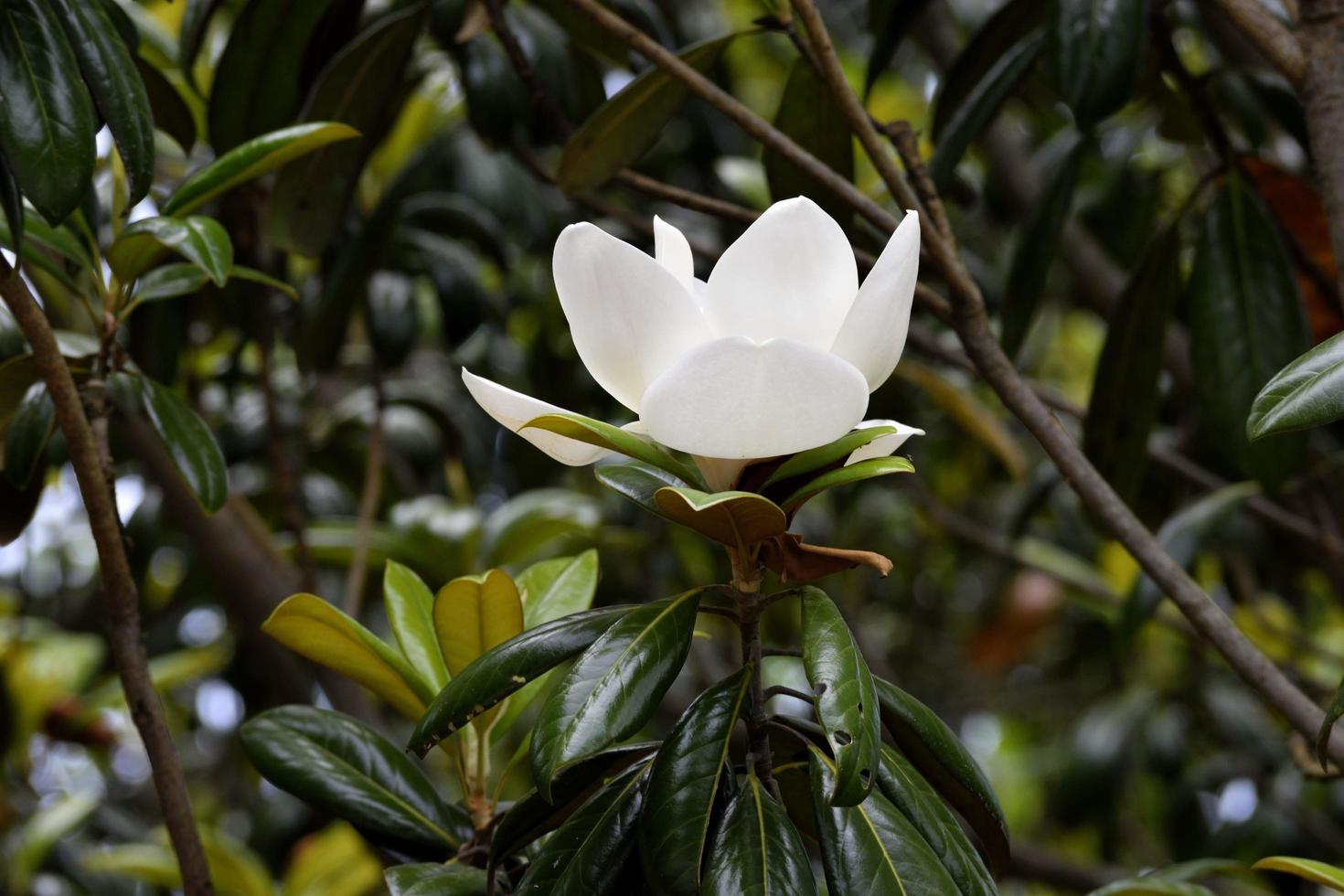 flor de magnolia en el parque foto