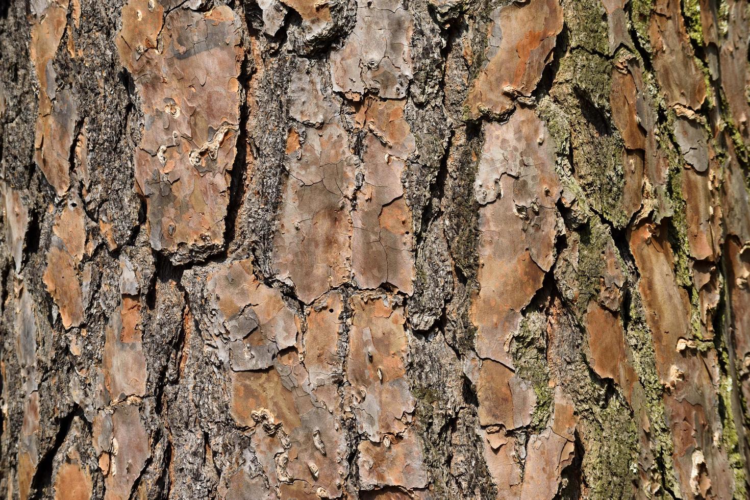 Pine tree bark photo