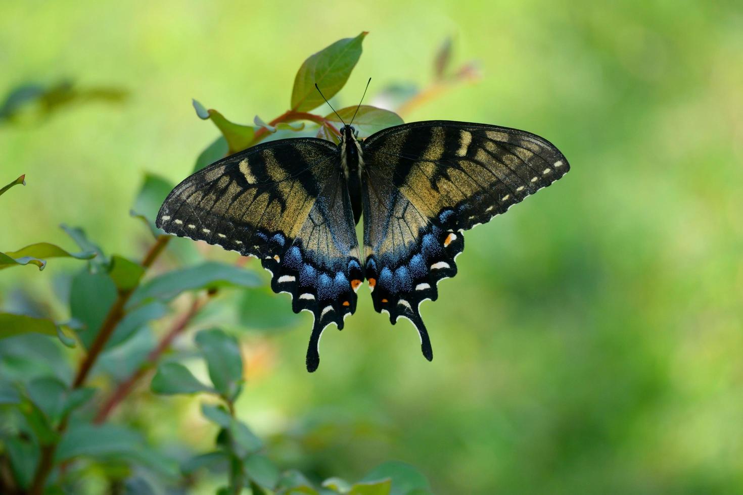 mariposa colorida cola de golondrina foto