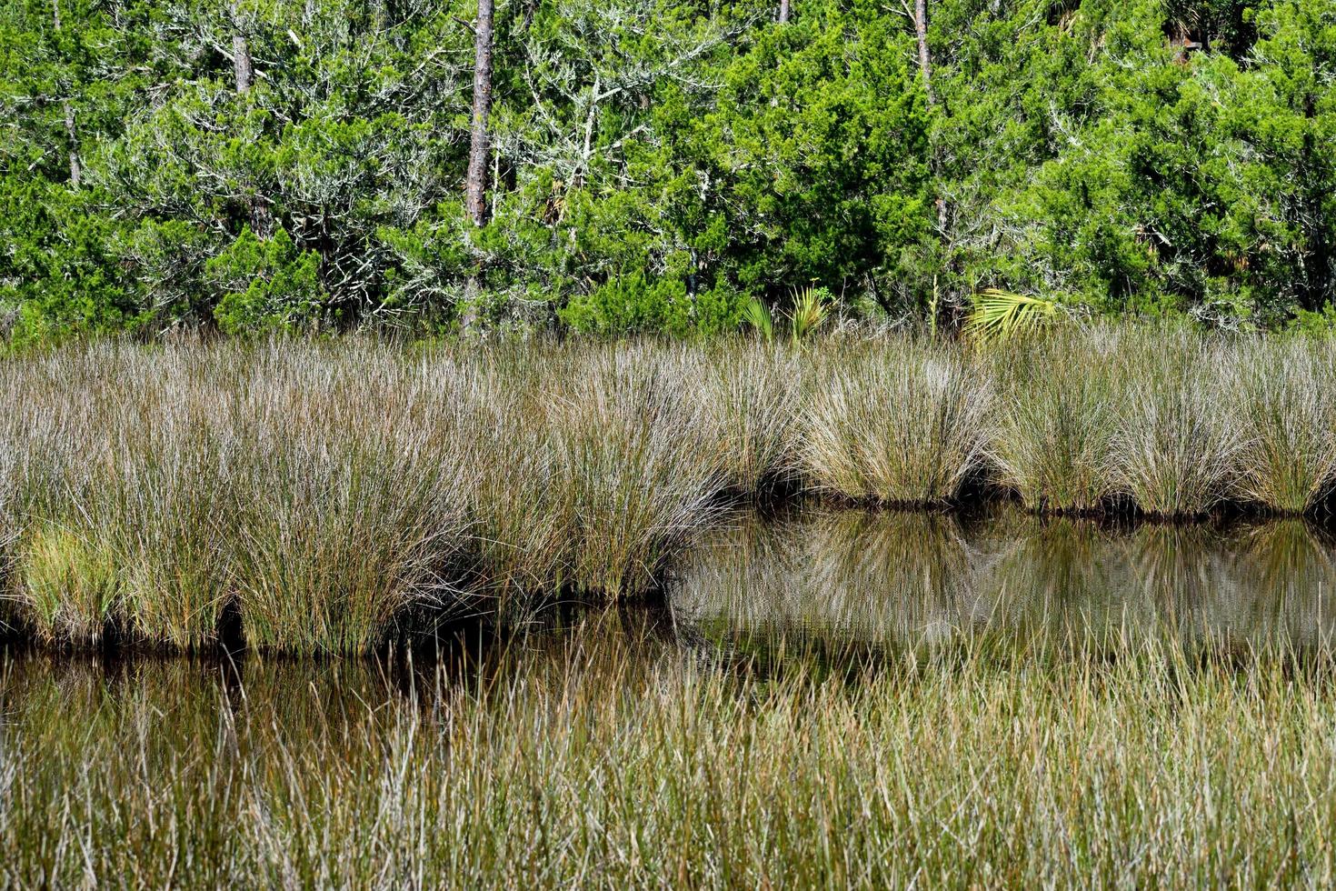 Tropical wetland landscape photo