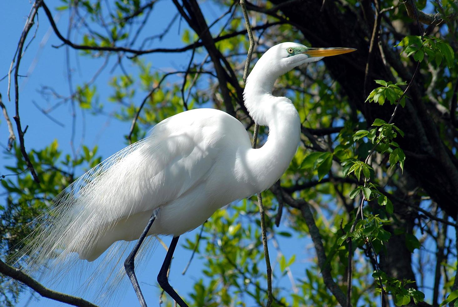 Great white egret  photo