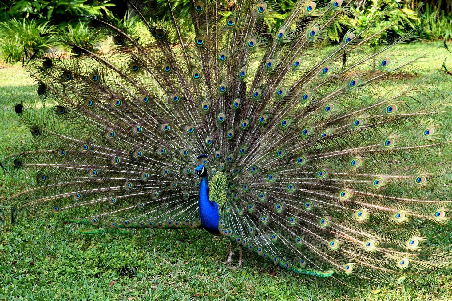 pavo real en el parque foto