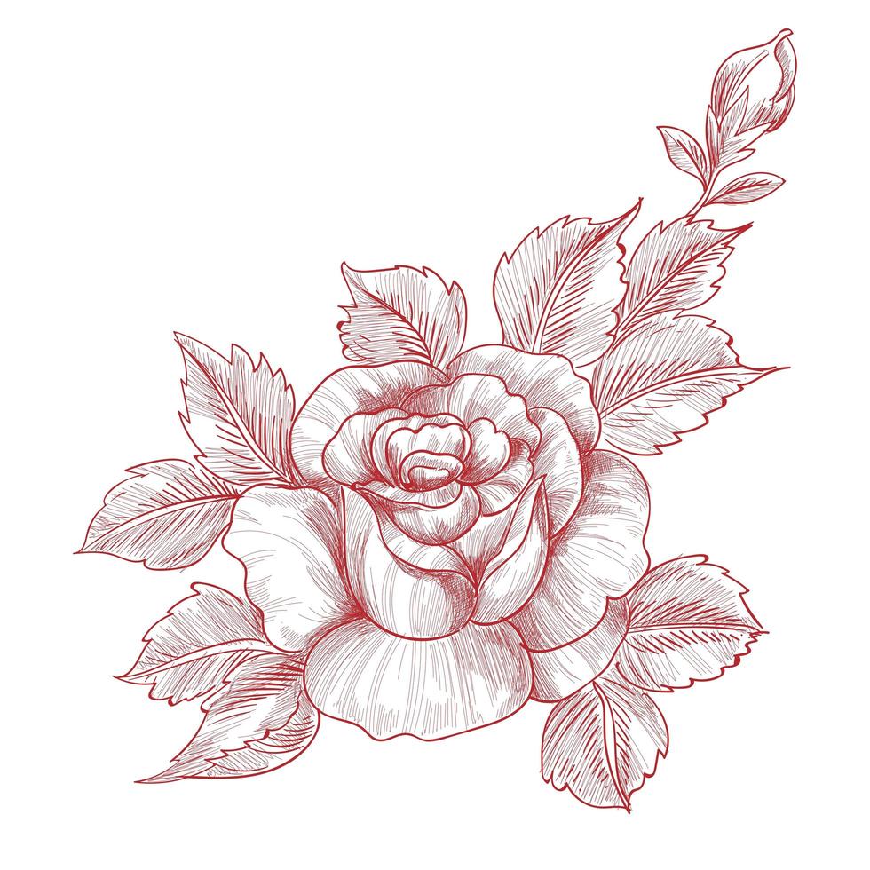 dibujo a mano y dibujo de rosas diseño floral vector