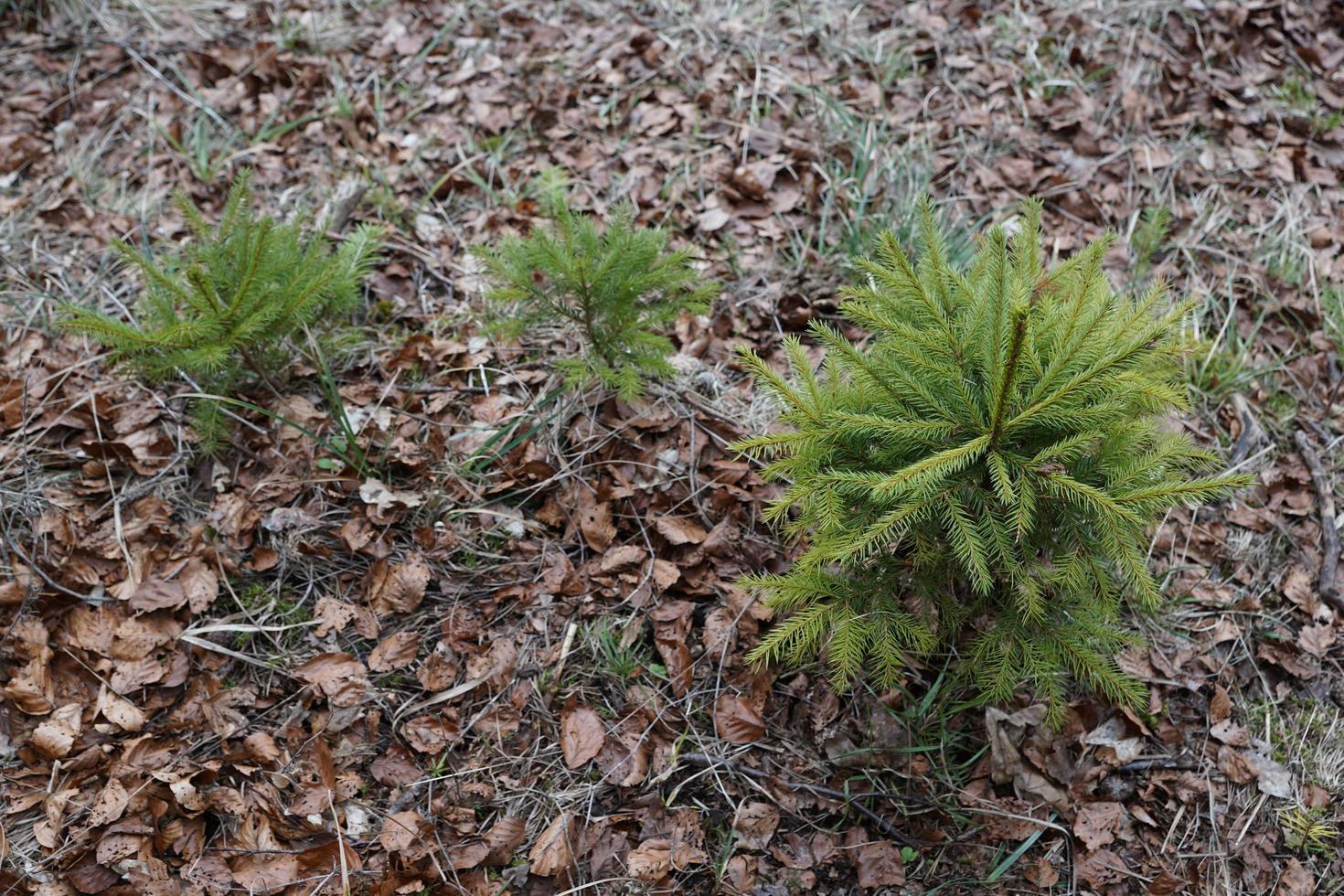 Small fir trees photo