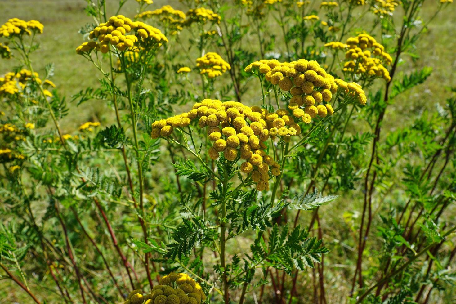 Yellow tansy flower photo