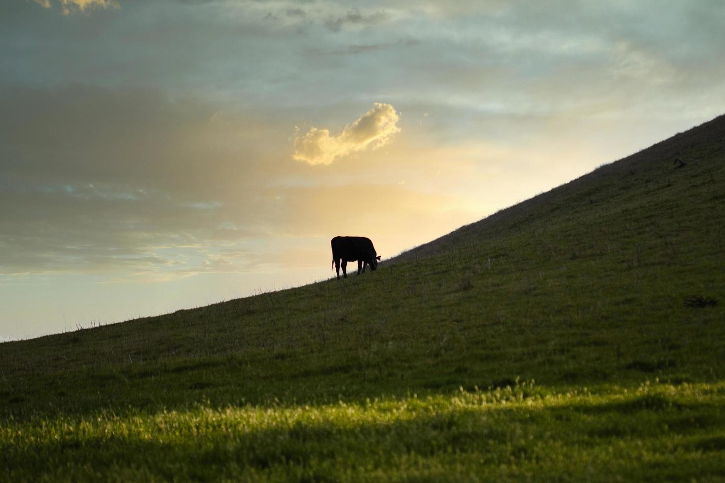 Cow grazing at sunset photo