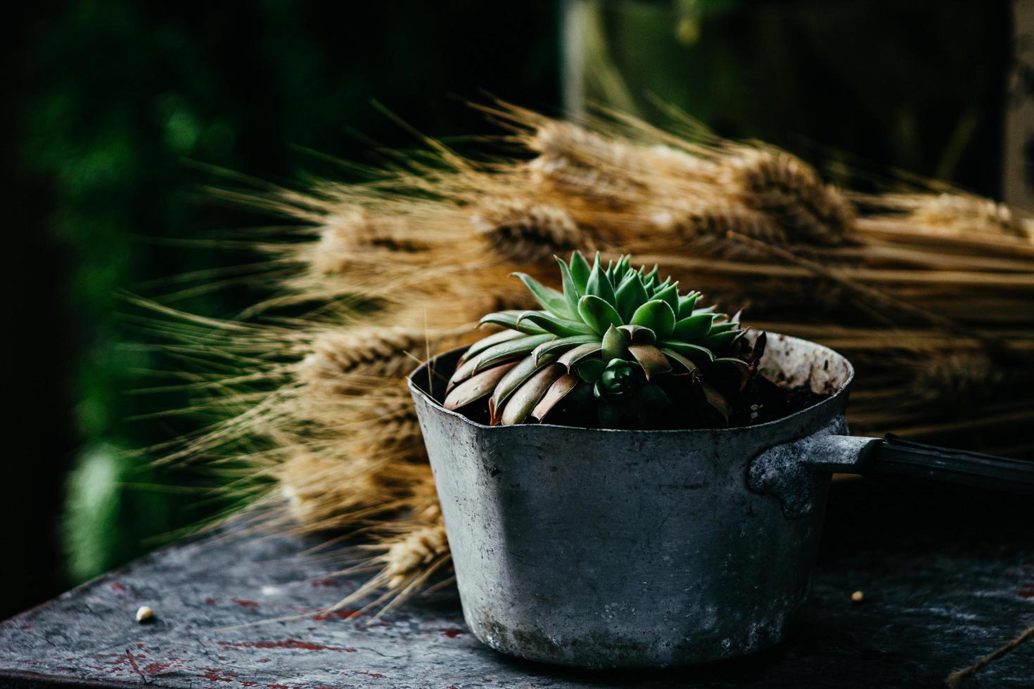 Planta suculenta y trigo en una mesa de madera foto