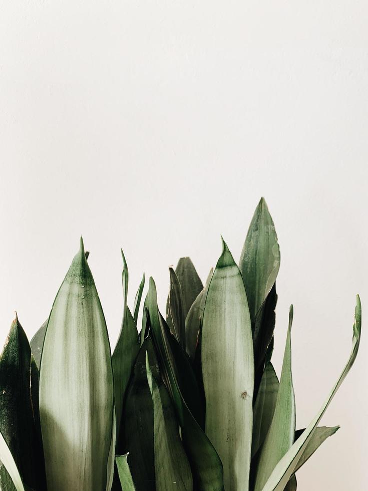 Green leaves in grayscale photography photo