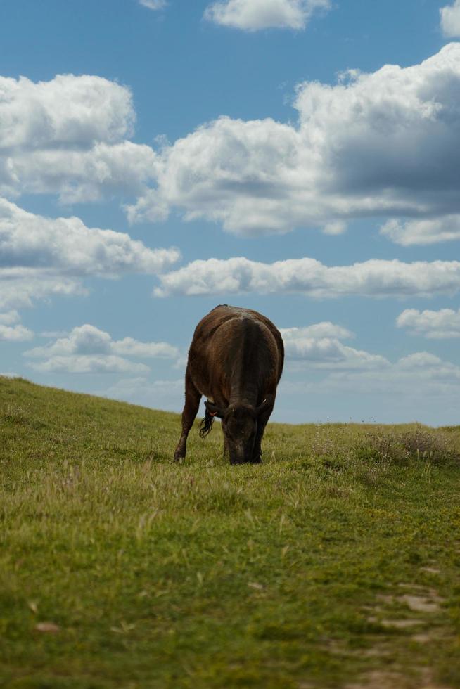 vacas pastando en pasto foto