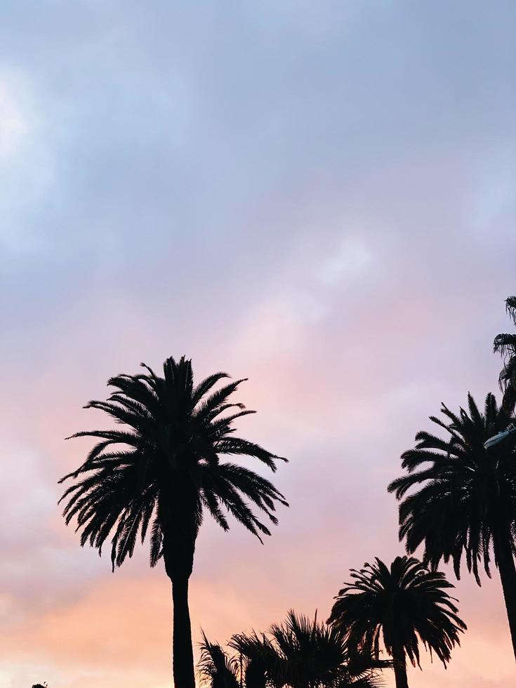 Silhouetted palm trees  photo