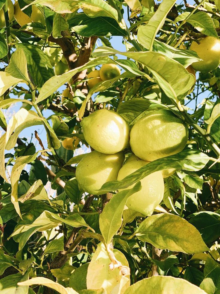 Green fruits on tree  photo