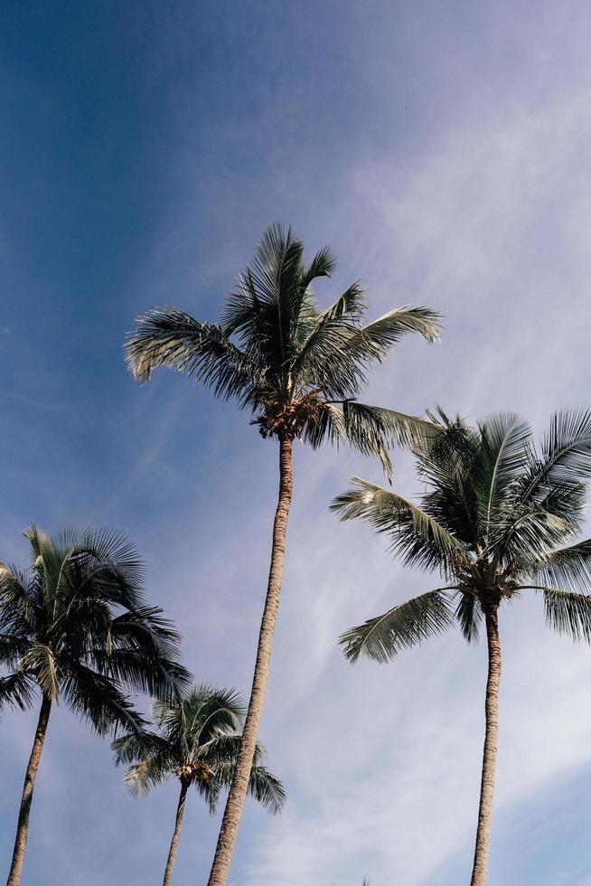 Looking up at palm trees photo