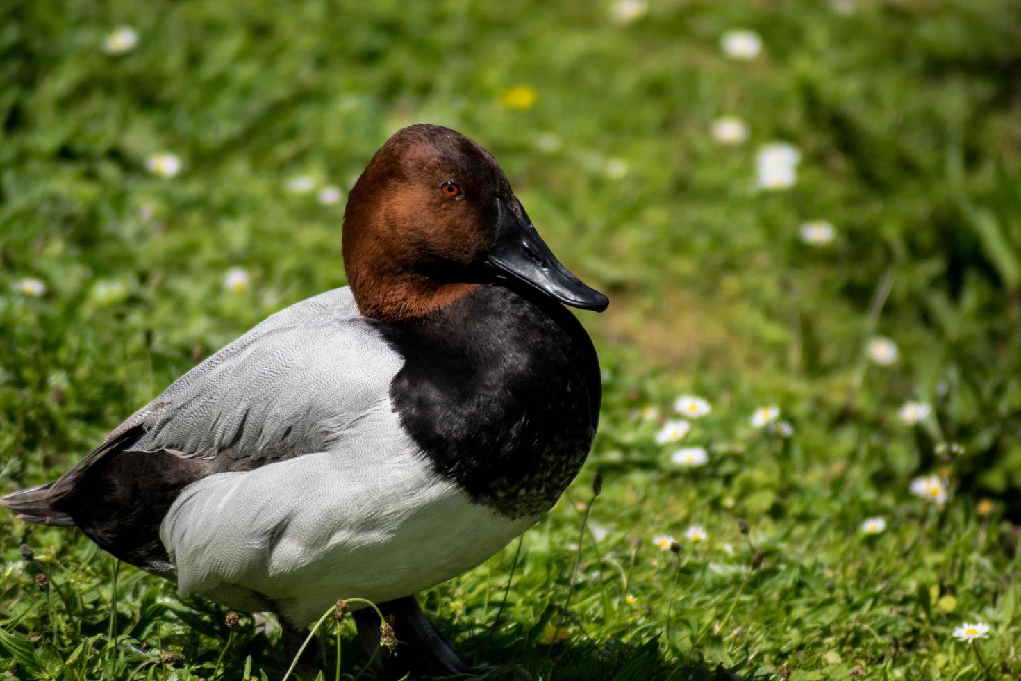 Primer plano de un pato porrón foto