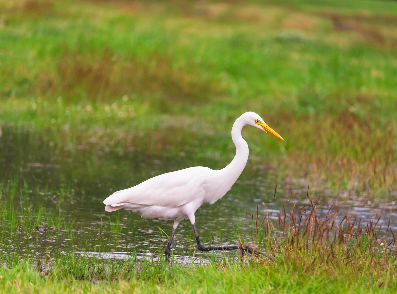 Egret in the marsh photo