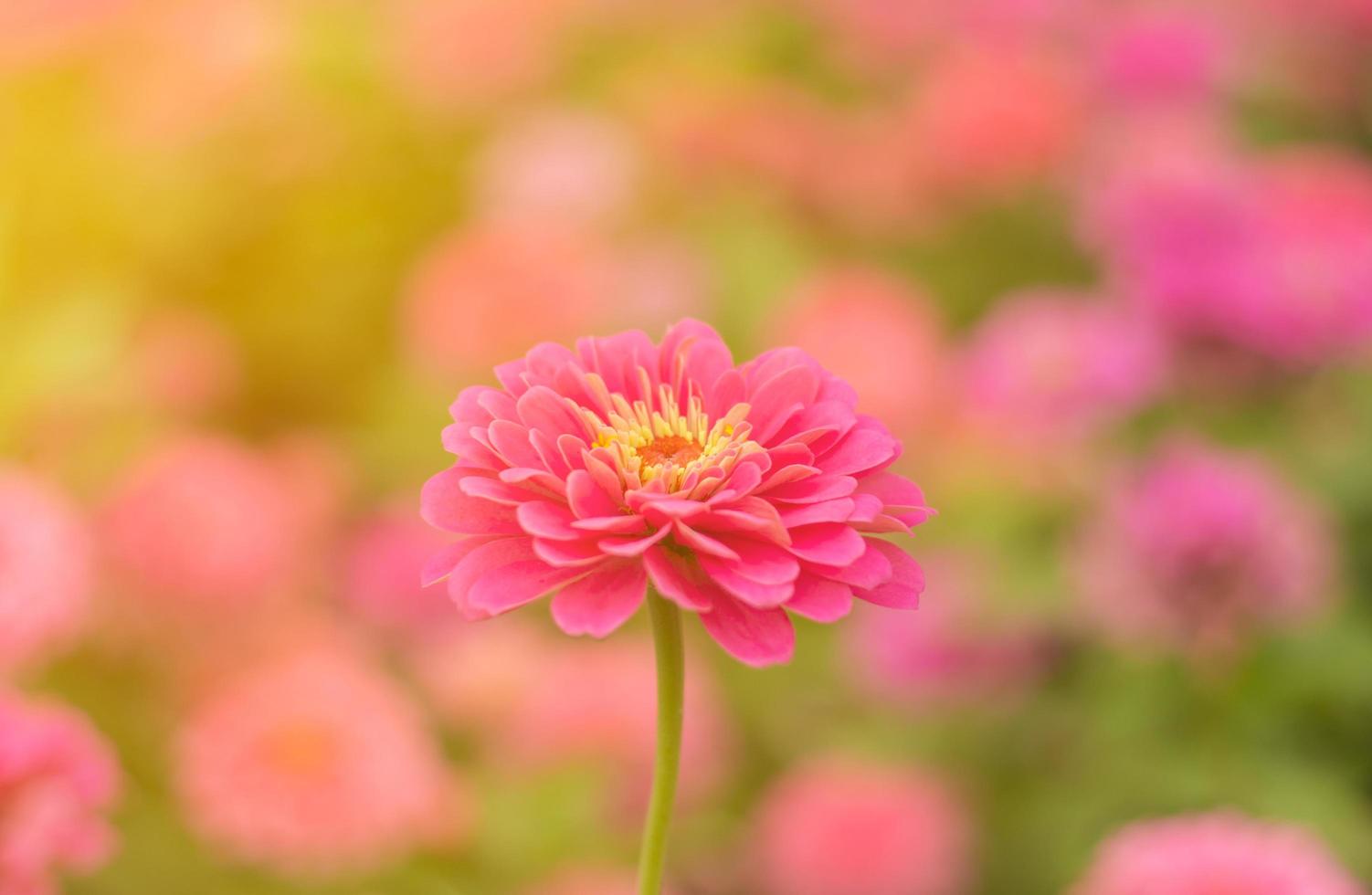 flor rosa en el jardín foto