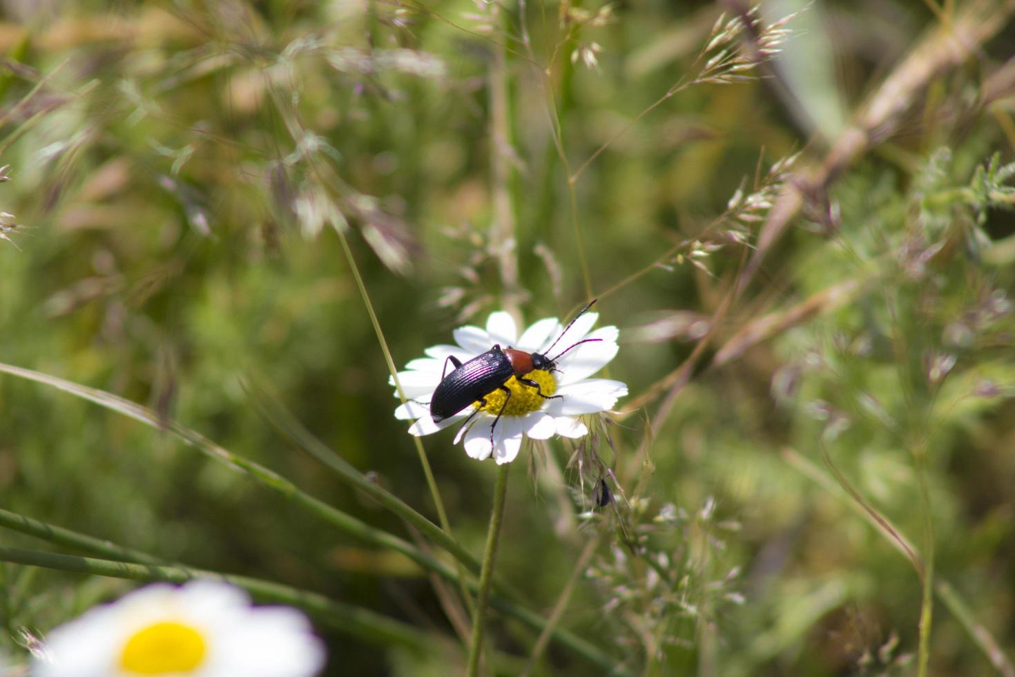 Beetle on a daisy photo