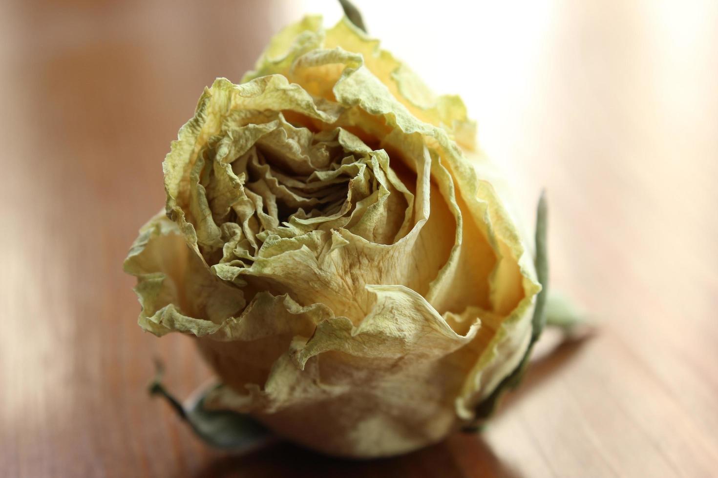 Close-up of a dried rose photo