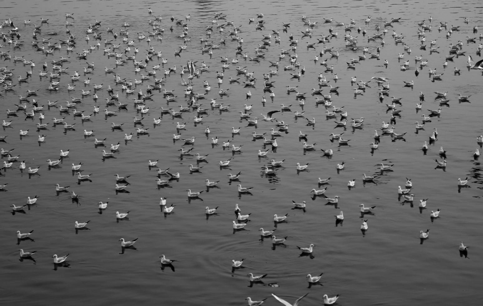 Gaviotas en el río Yamuna en Delhi, India foto