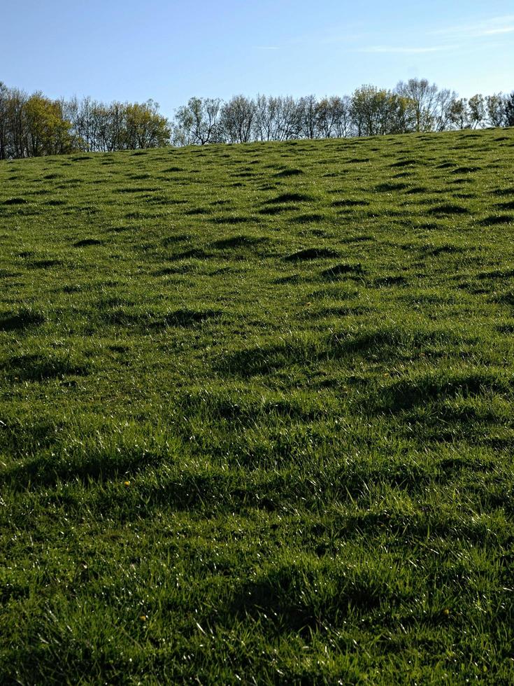 Grassy hill and trees during the day photo