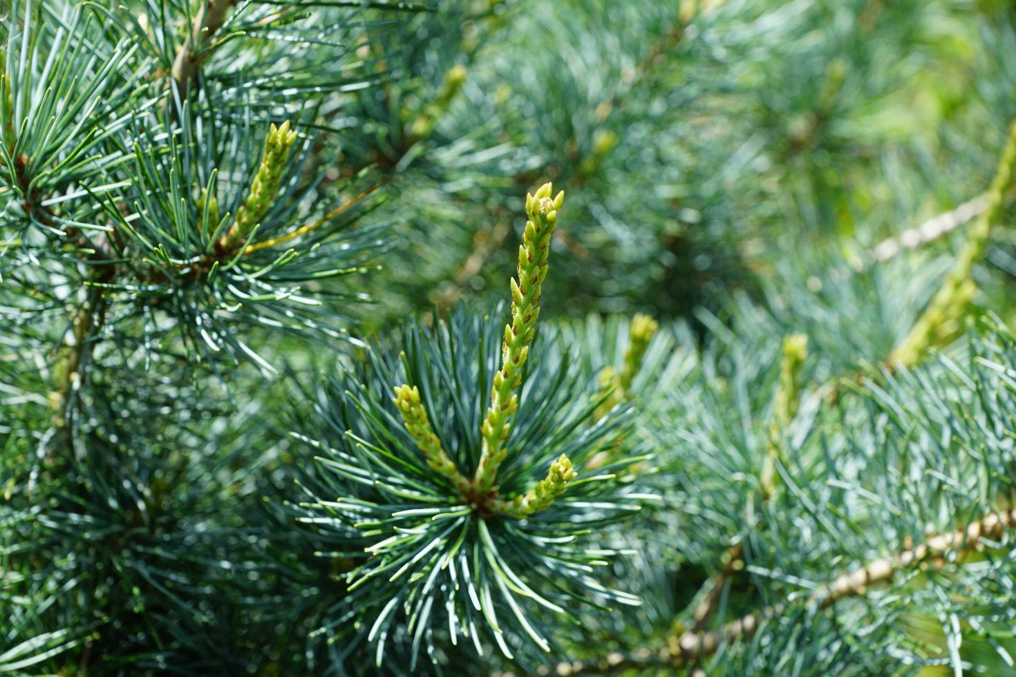 Green spruce branches photo