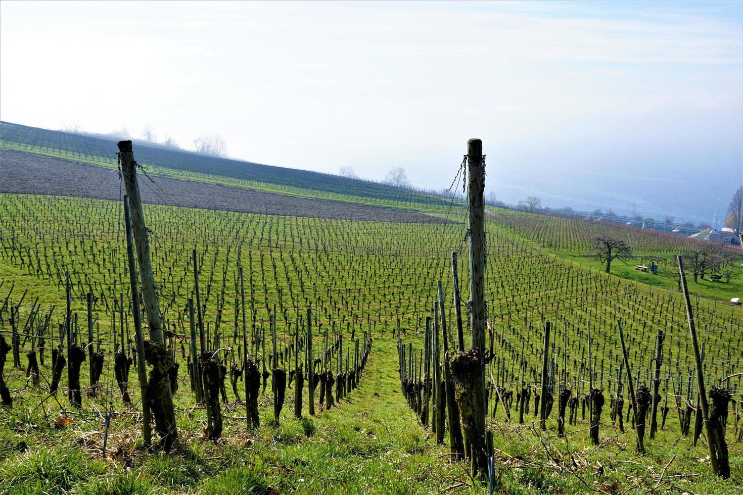 Vineyard at Lake Constance photo