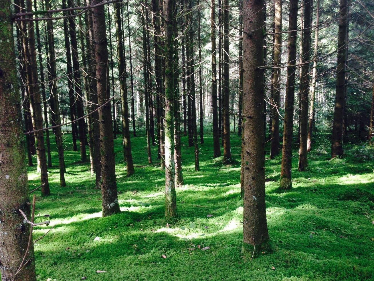 bosque en verano foto