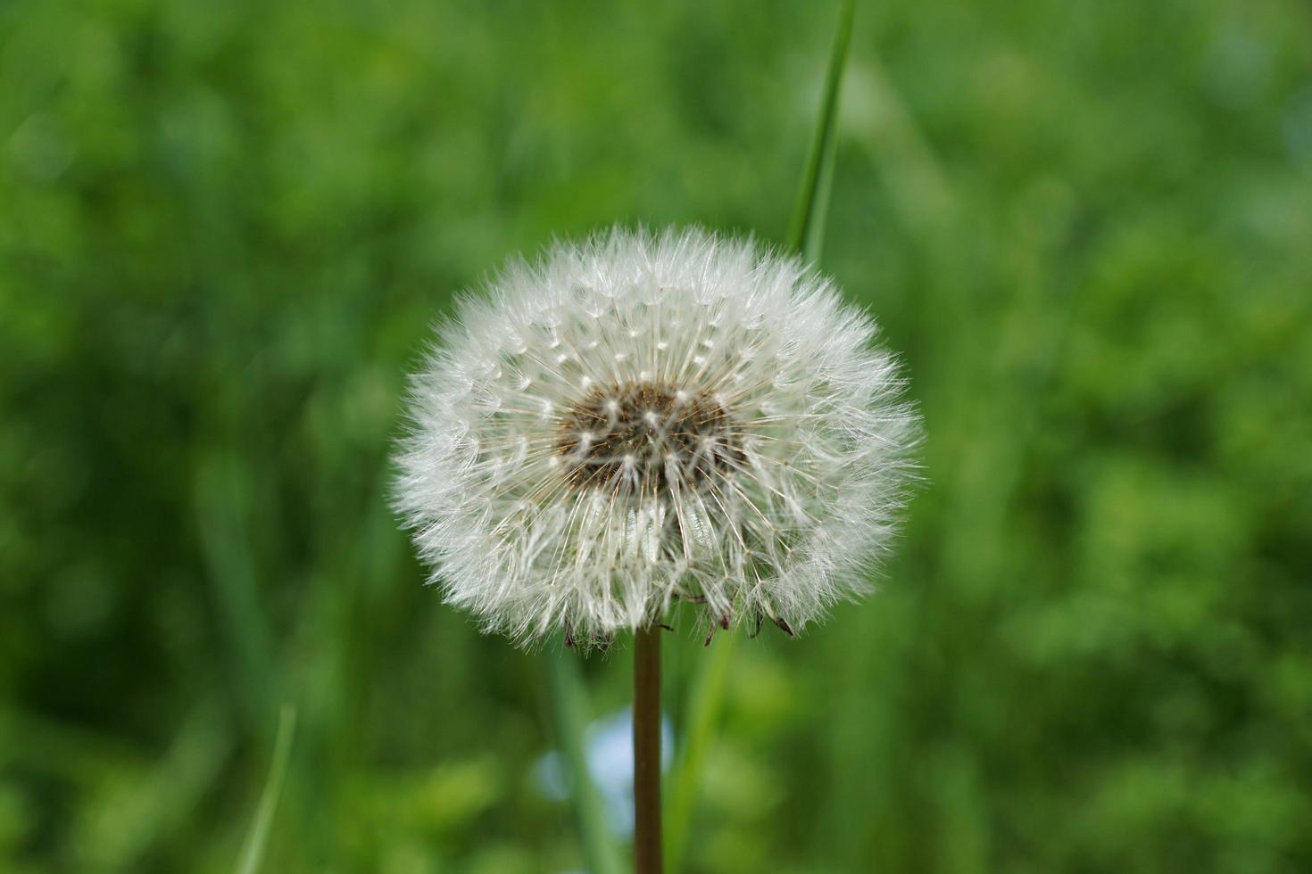 Dandelion in summer photo