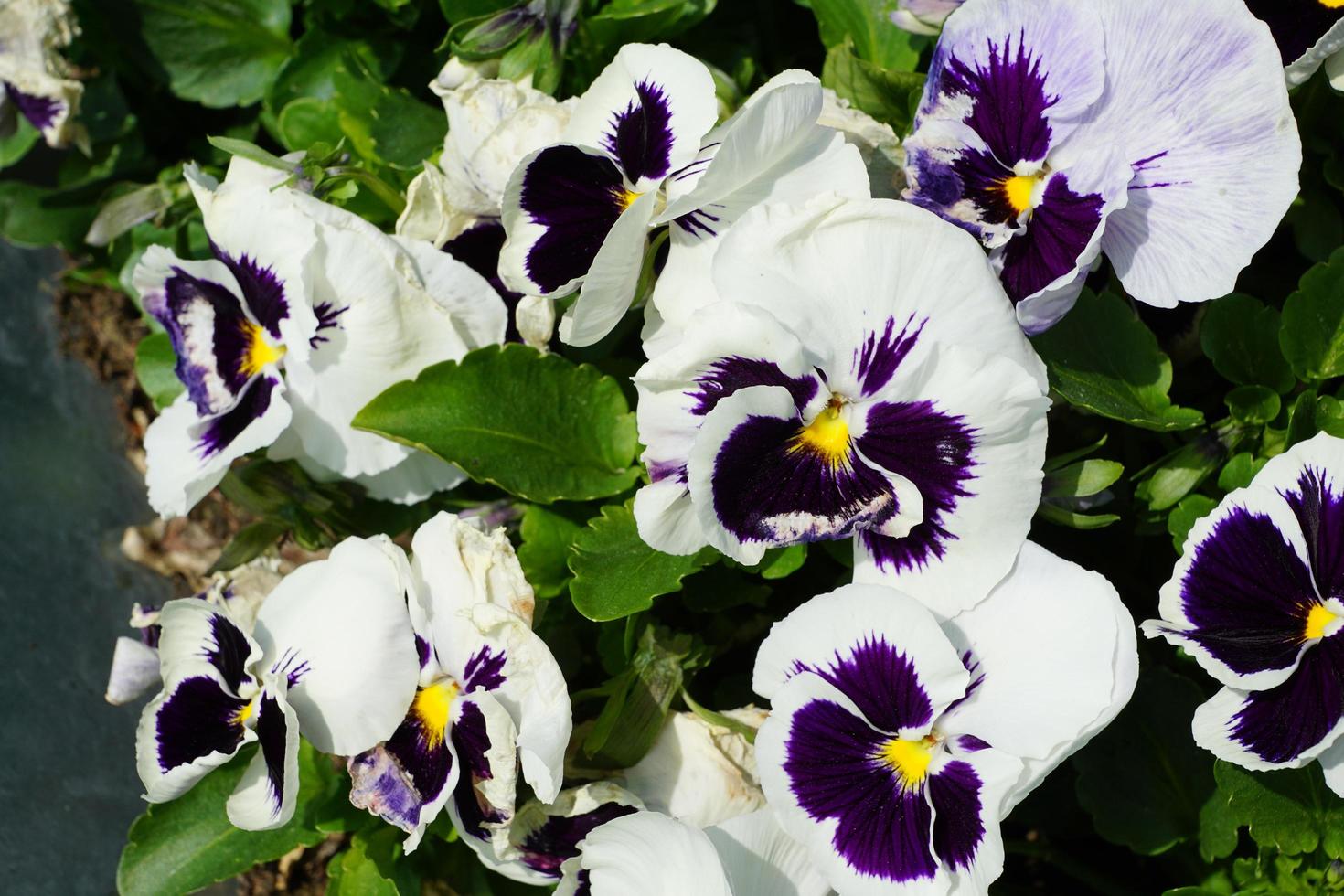 White and purple pansies photo