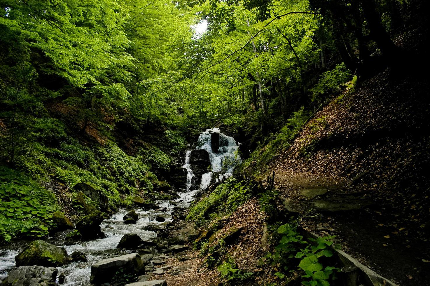 Magical forest with waterfall photo