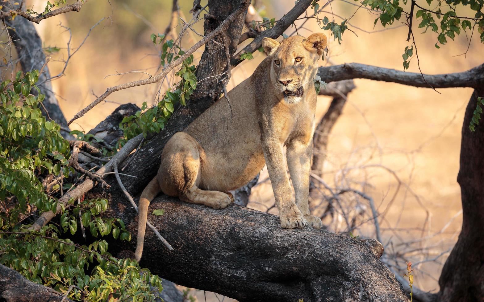 Lioness on tree branch photo