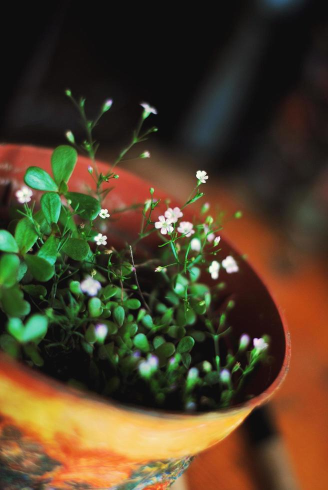 Tiny light pink flowers blooming in flower pot, home plant photo