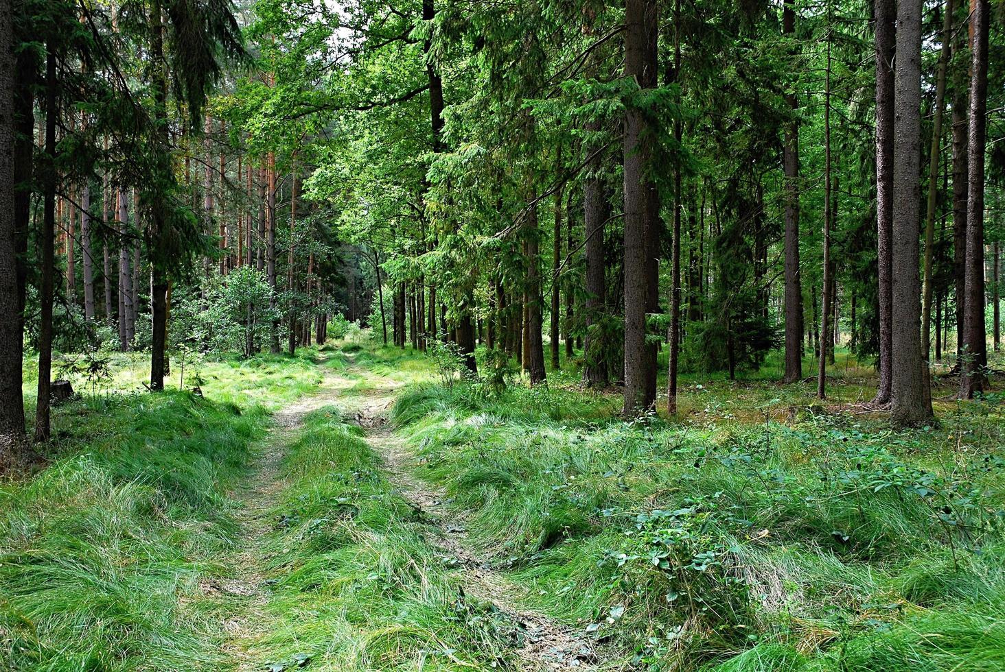 Path through the woods during the day photo