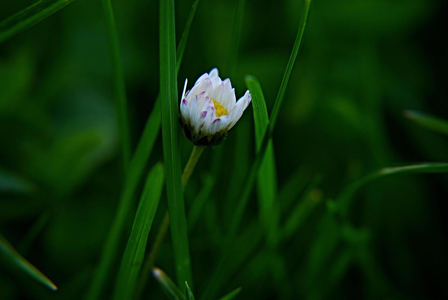 primer plano, de, un, flor blanca foto