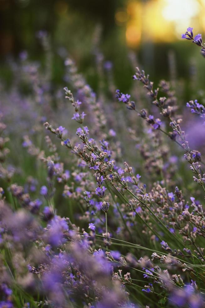 Bush de lavanda en flor al amanecer. foto